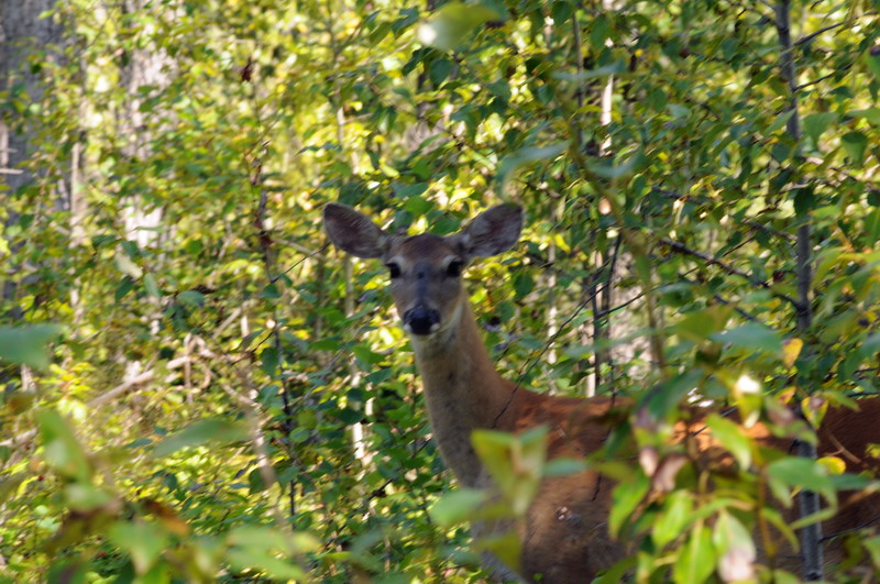 090828_020_waskesiu_deercampground