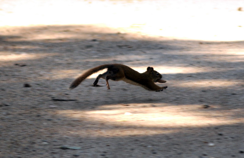 090828_024_waskesiu