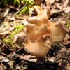 090828_037_waskesiuriver