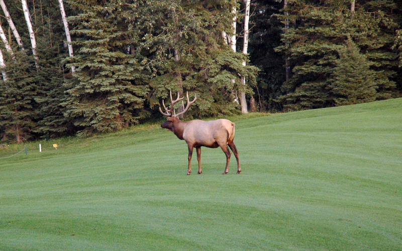 090828_107_waskesiu_elkgolfcourse