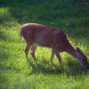 090829_009_waskesiu