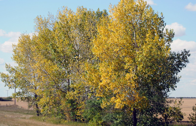 090911_06_prairie