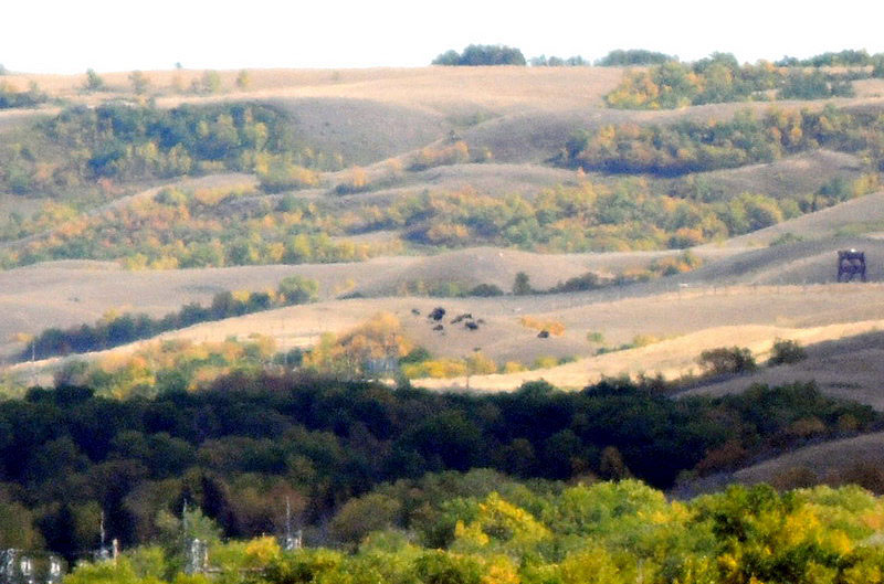 090911_34_buffalopound