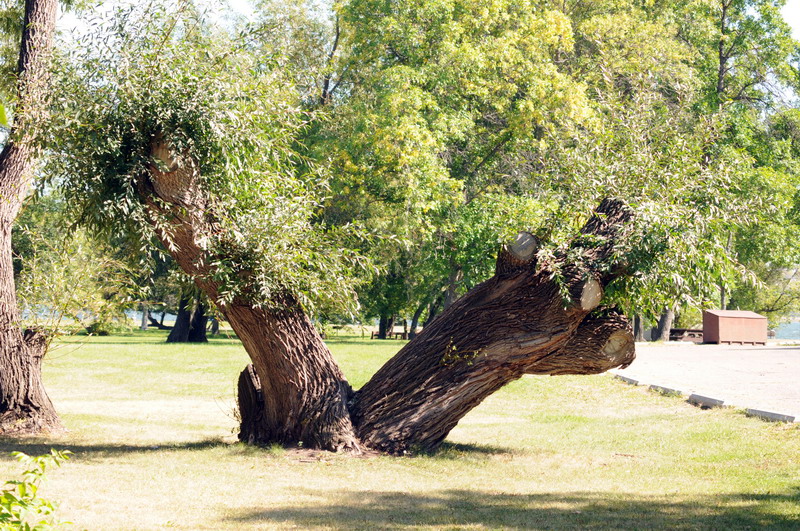 090913_06_buffalopoundcampground