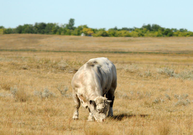 090922_12_prairie