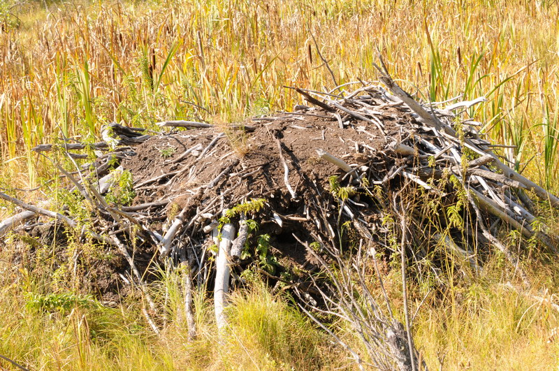 090925_102_cypresshills_highlandtrail