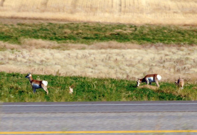 090926_09_pronghorn_antelopes