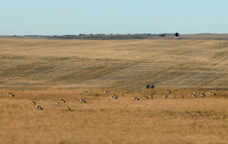 091120_06_highway1_pronghorn_antelopes