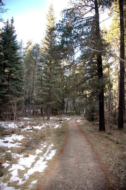 091121_27_cypress_nearwoodlandtrail