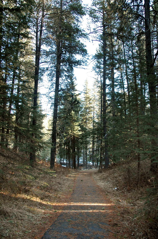 091121_31_cypress_woodlandtrail