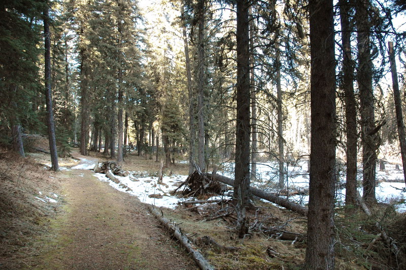 091121_32_cypress_woodlandtrail