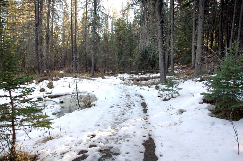 091121_34_cypress_woodlandtrail