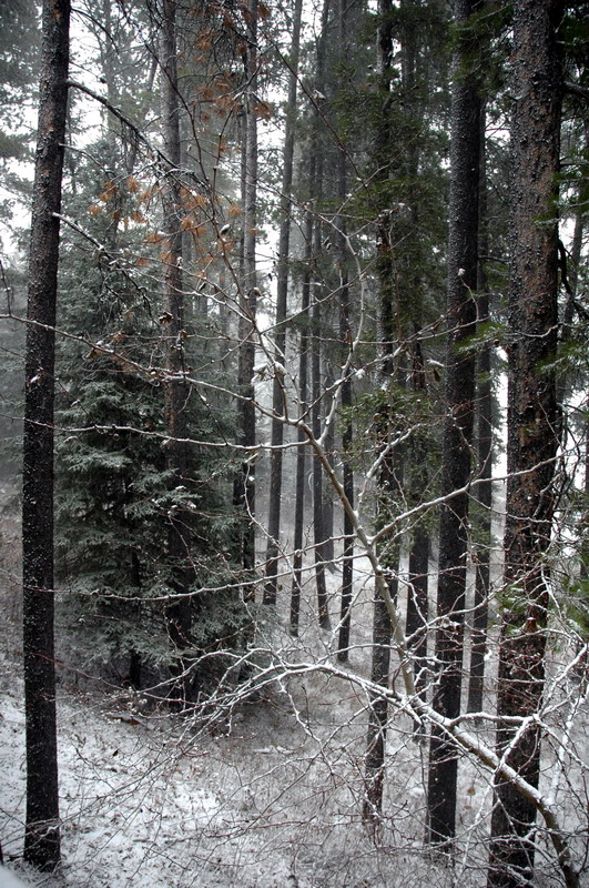 091121_65_cypress_snow