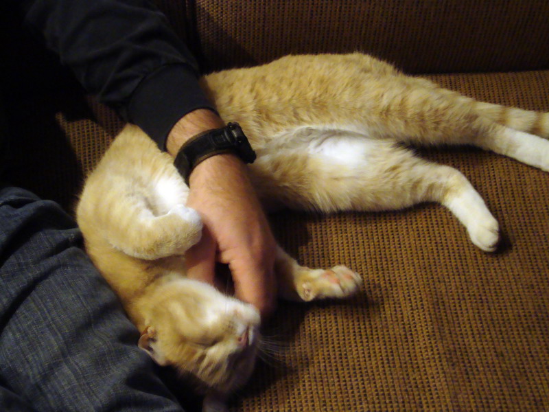 091121_78_cypress_condo_guestcat