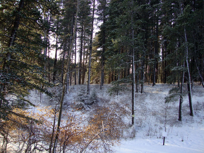 091122_004_cypresshills