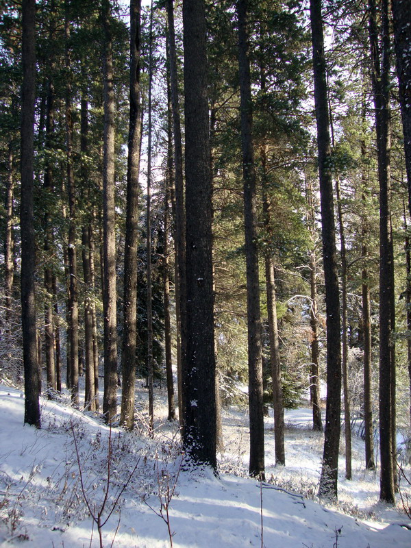 091122_005_cypresshills
