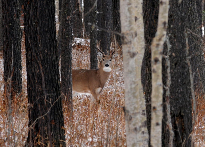 091122_013_cypresshills