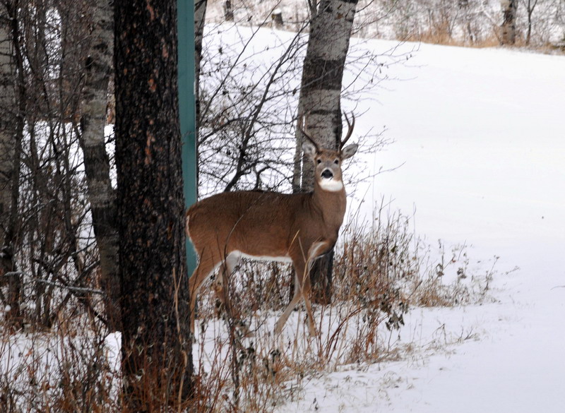 091122_015_cypresshills_whitetaildeer