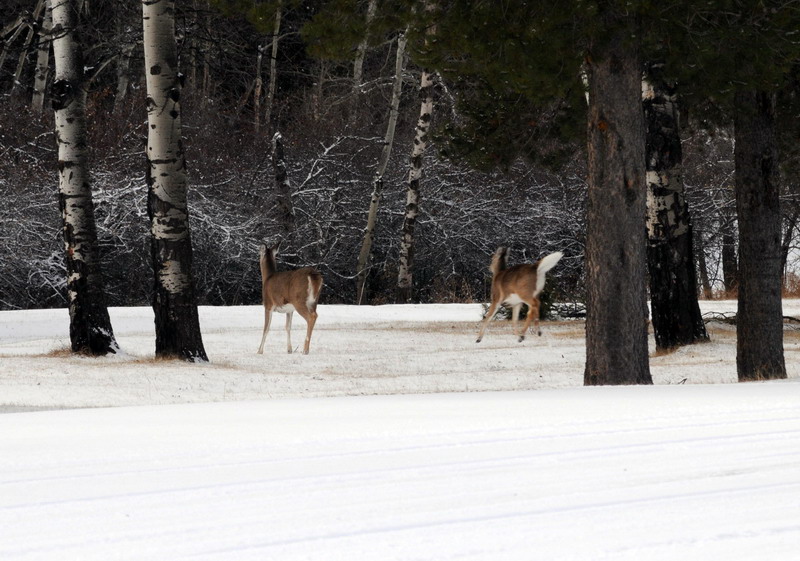 091122_021_cypresshills