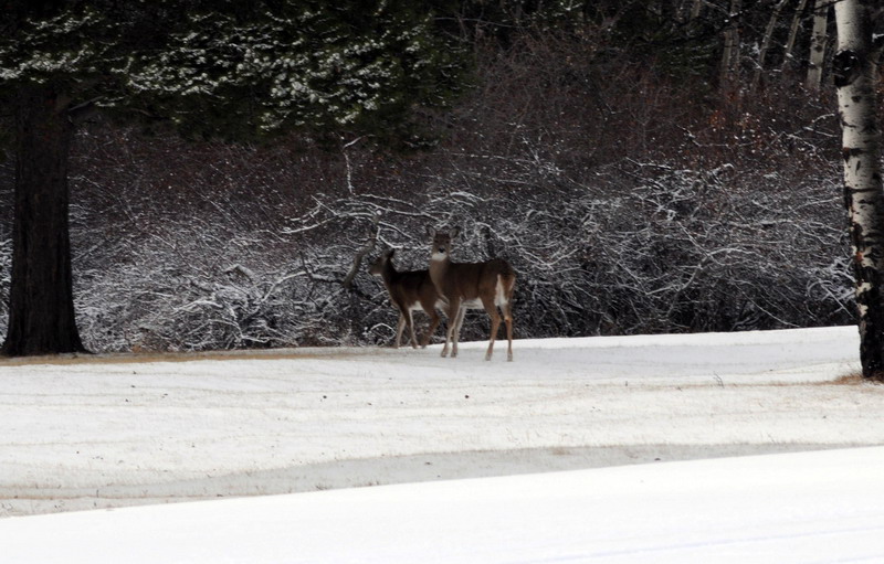 091122_022_cypresshills