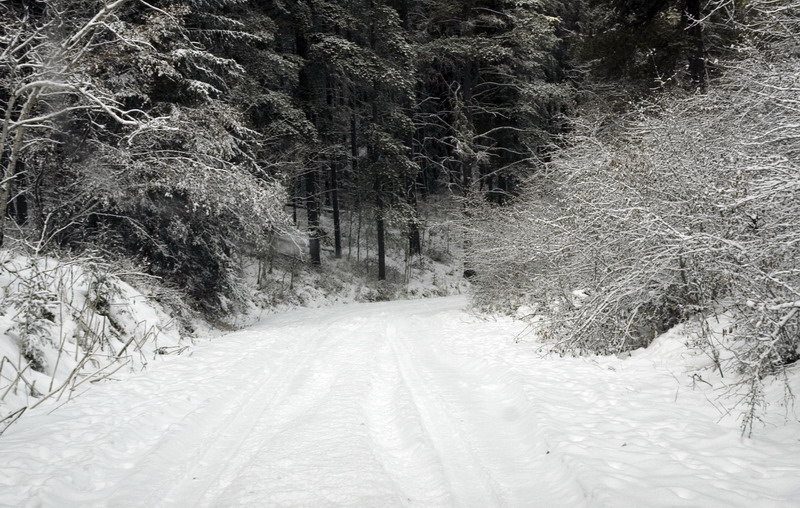 091122_035_cypresshills