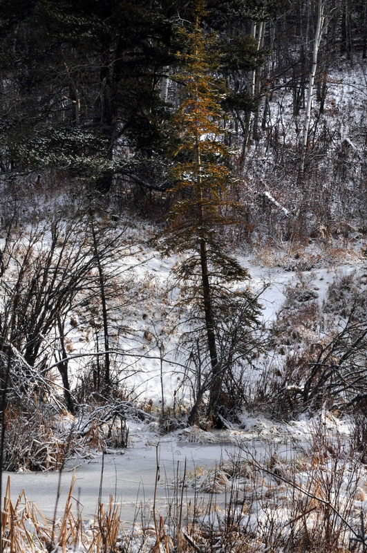 091122_040_cypresshills_highlandtrail