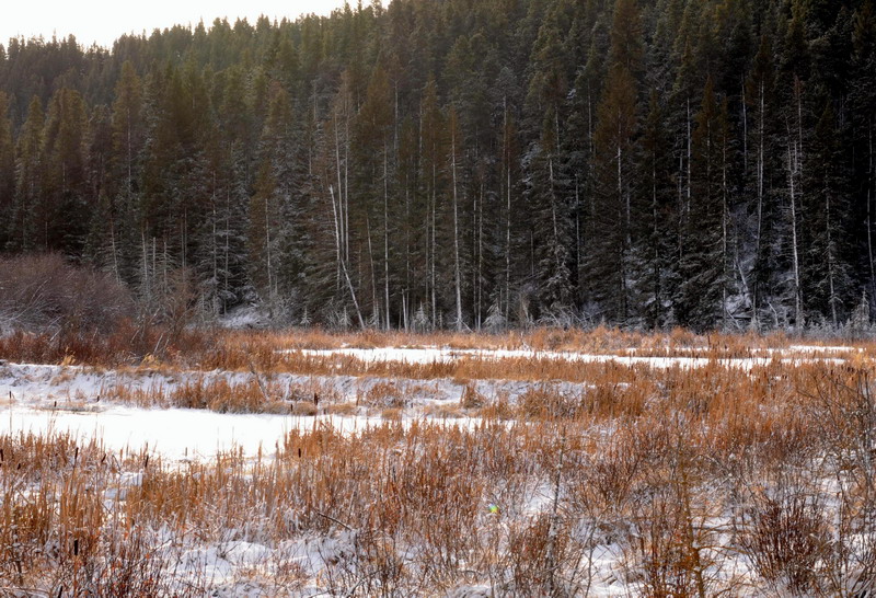 091122_041_cypresshills_highlandtrail