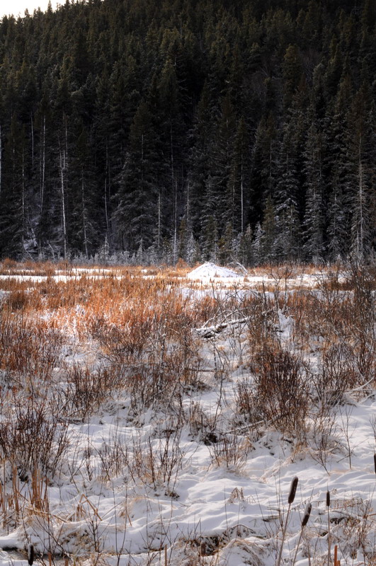 091122_042_cypresshills_highlandtrail