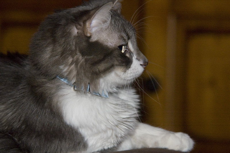 090118_gandalf1