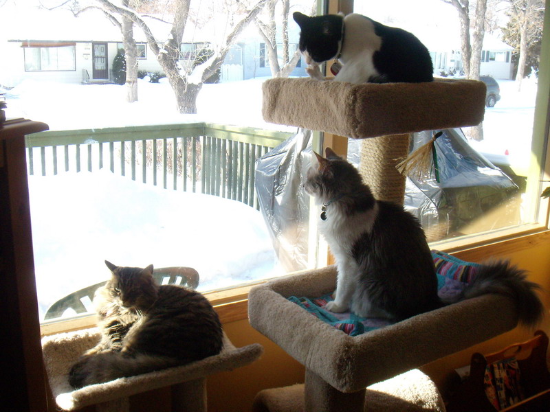 090301_cats1