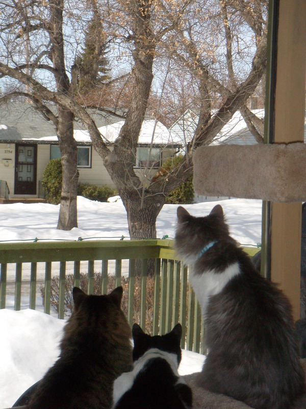 090314_squirrelalert