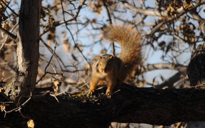 091118_05_squirrel