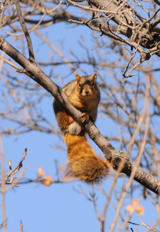 091118_06_squirrel