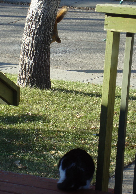 091120_squirrel