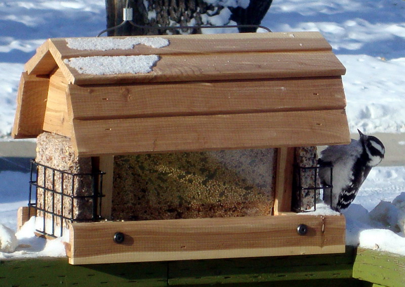 091213_bird