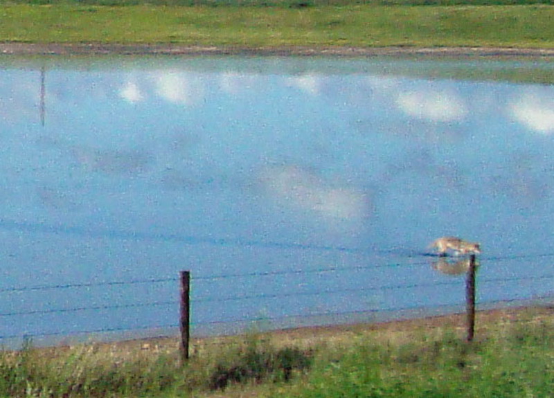 090710_20_coyote