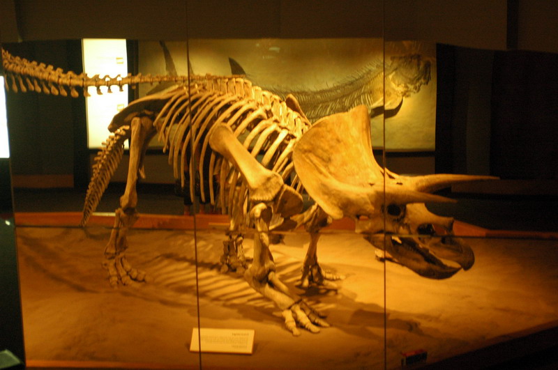090711_064_drumhellermuseum