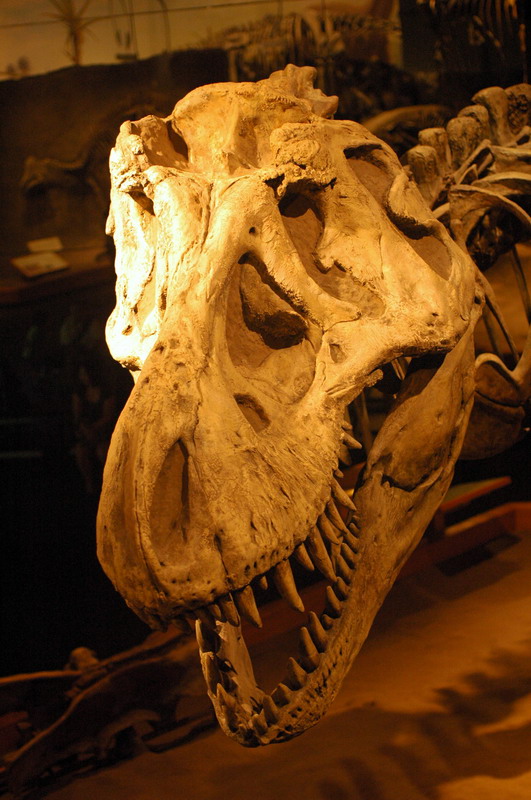 090711_066_drumhellermuseum