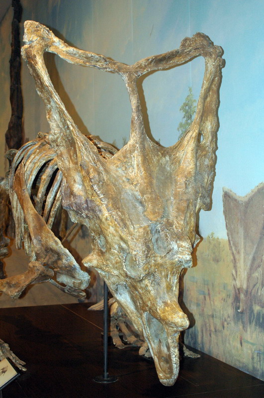 090711_073_drumhellermuseum