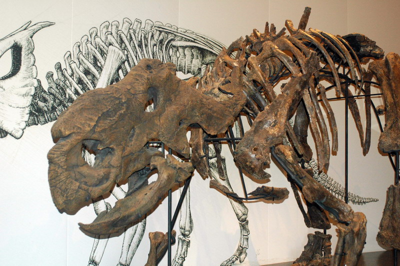 090711_074_drumhellermuseum