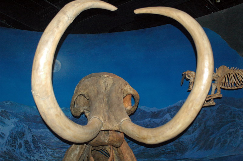 090711_082_drumhellermuseum