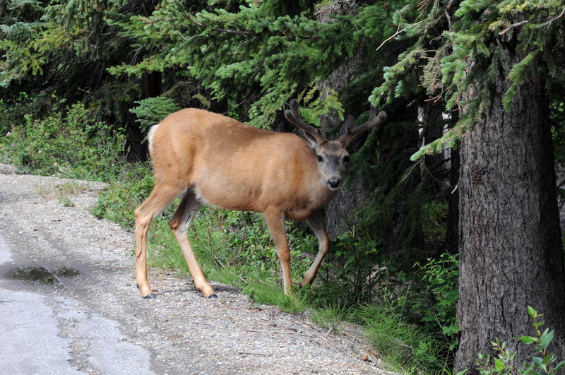 090715_09_banff_deer