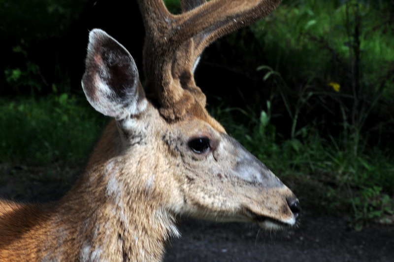 090715_11_banff