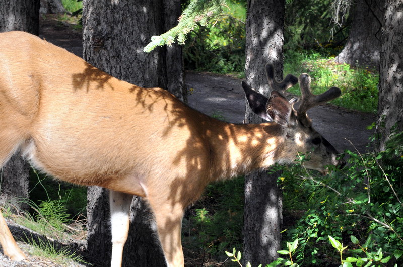 090715_12_banff