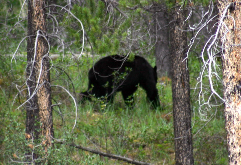 090717_118t_icefieldsparkway_blackbear