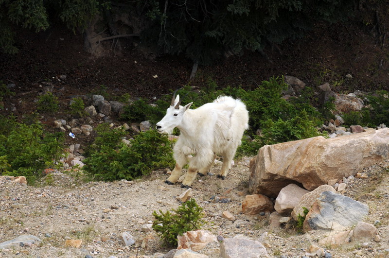 090717_122_icefieldsparkwaymountaingoats