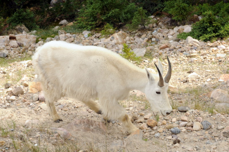 090717_125_icefieldsparkwaymountaingoats