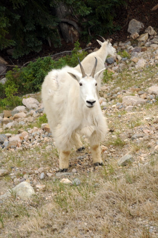 090717_128_icefieldsparkwaymountaingoats