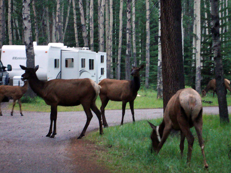 090718_07_whistlerscampground_elk