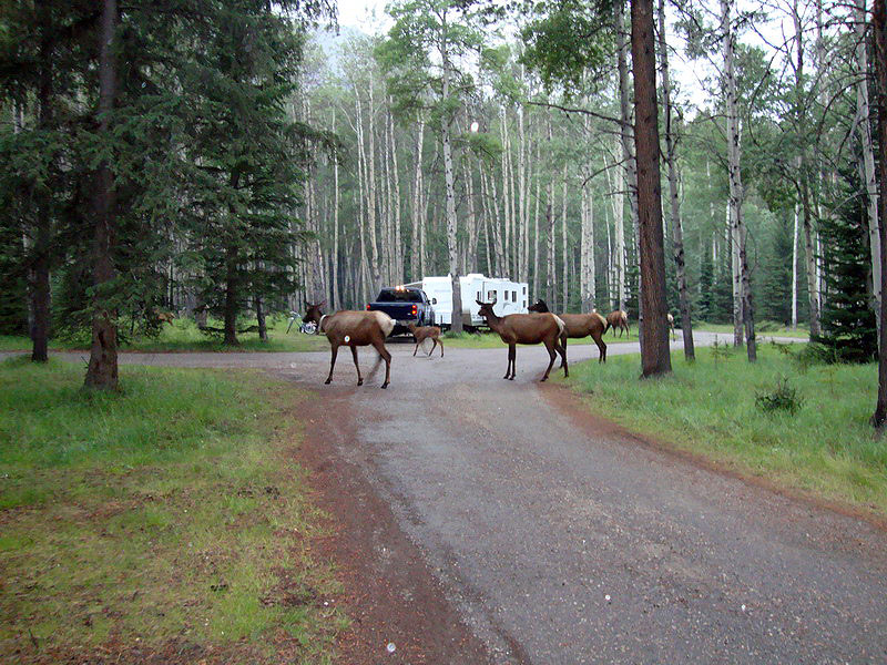090718_09_whistlerscampground_elk